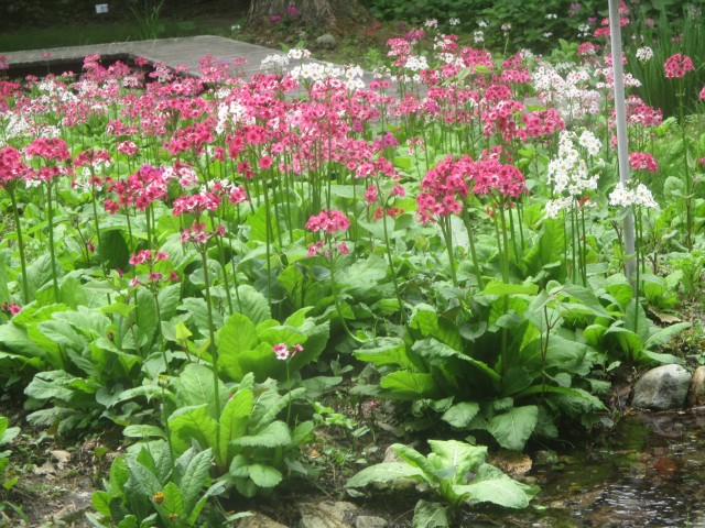 日光市上三依水生植物園